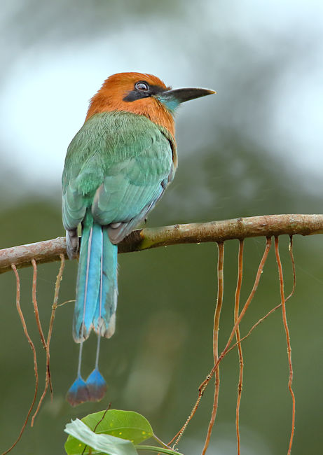 Rufous Motmot CostaRica LaSelva Baryphthengus martii