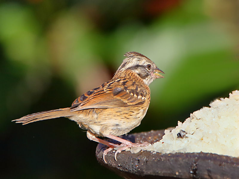 Rufous-collared Sparrow Juvenile CostaRica TamiLodge Zonotrichia capensis