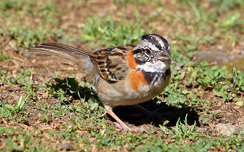 Rufous-collared Sparrow 2 CostaRica LaSavegre Zonotrichia capensis