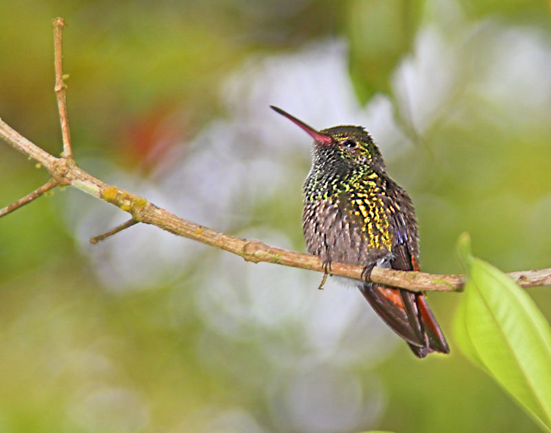 Rufous-tailed Hummingbird 3 CostaRica LaSelva Amazilia tzacatl