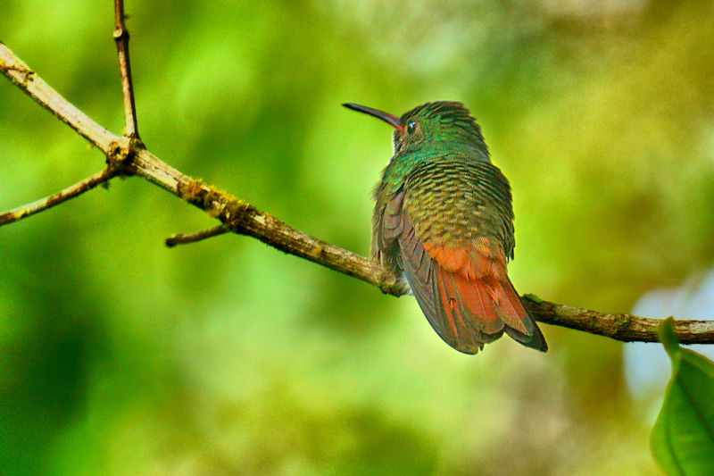 Rufous-tailed Hummingbird 5 CostaRica LaSelva Amazilia tzacatl