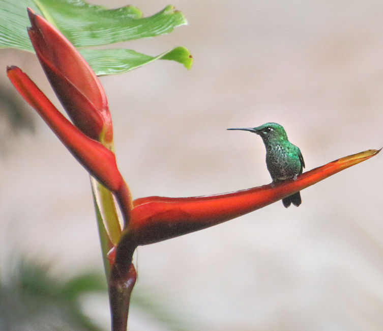 Scaly-breasted Hummingbird CostaRica Monteverde Phaeochroa cuvierii