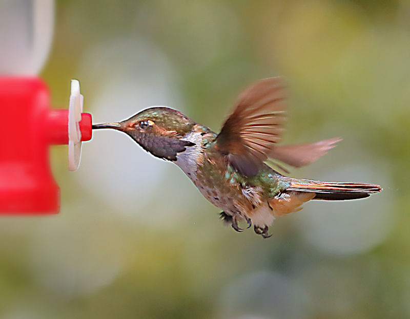 Scintillant Hummingbird 2 CostaRica LaSavegre Selasphorus scintilla