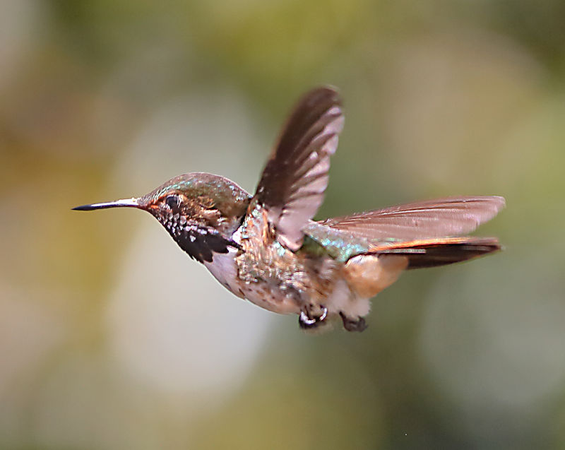 Scintillant Hummingbird CostaRica LaSavegre Selasphorus scintilla