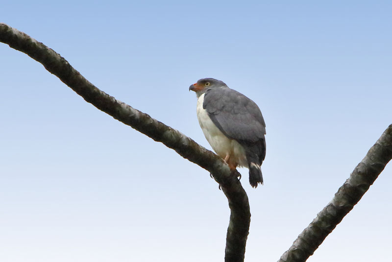 Semi-plumbeous Hawk CostaRica Monteverde Leucopternis semiplumbeus