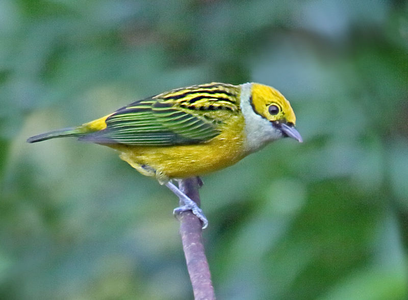 Silver-throated Tanager CostaRica Arenal Tangara icterocephala