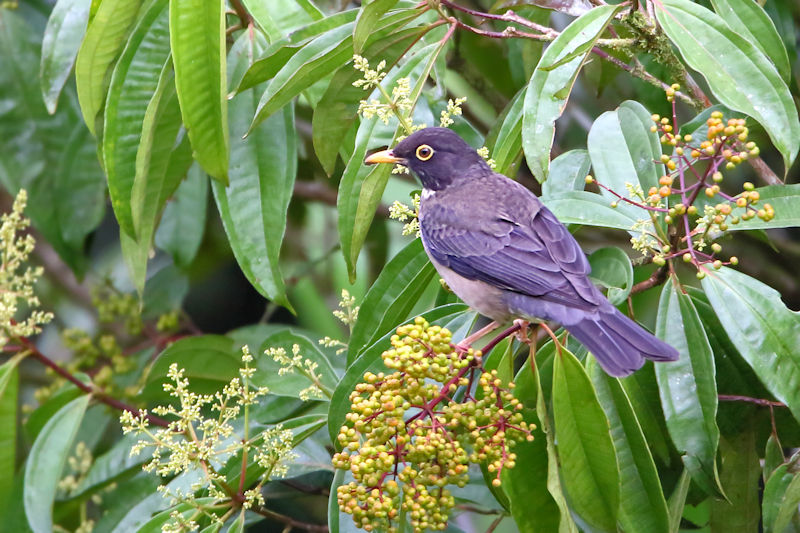 Slaty-backed Nightingale-thrush Juvenile CostaRica Arenal Catharus fuscater