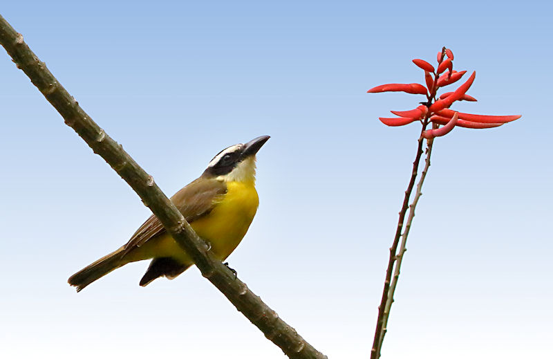 Social Flycatcher CostaRica Monteverde Myiozetetes similis