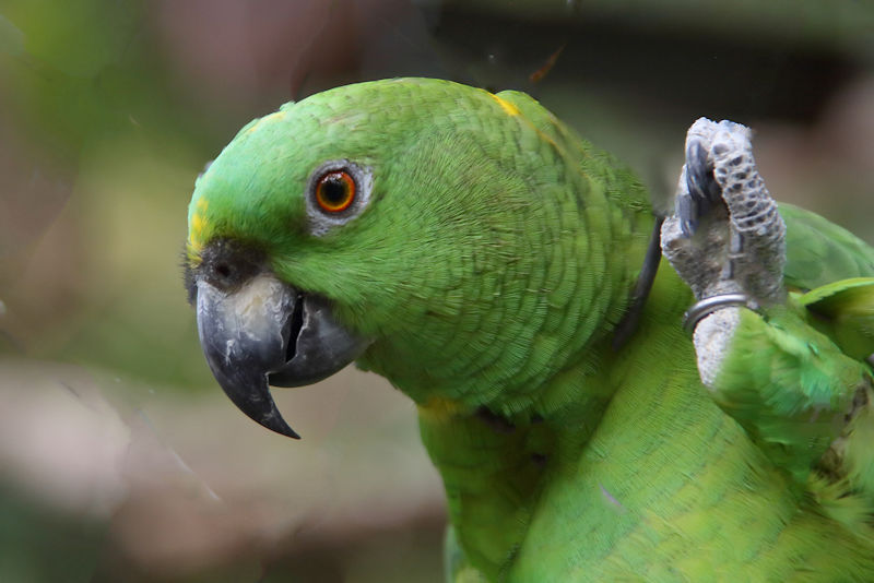 Southern Mealy Amazon CostaRica Monteverde Amazona farinosa