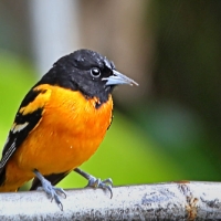Baltimore Oriole CostaRica Monteverde Male Icterus galbula