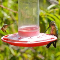 Bee Hummingbird (left) Mellisuga helenae and Magnificent Hummingbird Eugenes fulgens LaSevegre