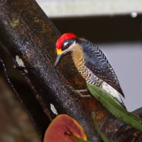 Black-cheeked Woodpecker 3 CostaRica LaSelva 6859