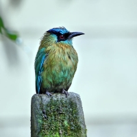 Blue-crowned Motmot 2 CostaRica Monteverde Momotus coeruliceps