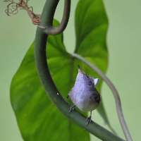 Blue-grey Tanager CostaRica LaSelva Thraupis episcopus