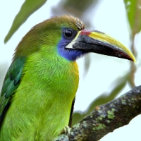 Blue-throated Toucanet CostaRica Monteverde Aulacorhynchus caeruleogularis