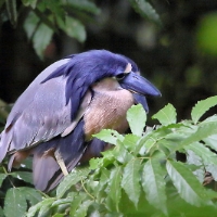 Boat-billed Heron 3 CostaRica LaSelva Cochlearius cochlearius