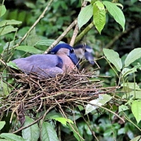 Boat-billed Heron 4 CostaRica LaSelva Cochlearius cochlearius