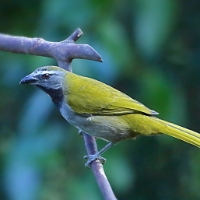 Bush-throated Saltator Saltator maximus  CostaRica Arenal