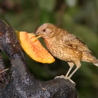 Clay-coloured Thrush 2 CostaRica LaSelva Turdus grayi