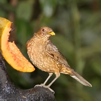 Clay-coloured Thrush 3 CostaRica LaSelva Turdus grayi