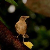 Clay-coloured Thrush CostaRica LaSelva Turdus grayi