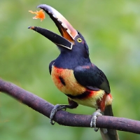 Collared Aracari Toucan CostaRica Arenal Pteroglossus torquatus
