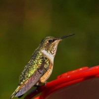 CostaRica LaSavegra DSC09497