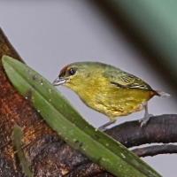 CostaRica LaSelva 6873