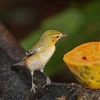 CostaRica LaSelva 6888