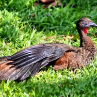 Crested Guan CostaRica LaSelva Penelope purpurascens Female