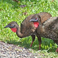 Crested Guan CostaRica LaSelva Penelope purpurascens Females