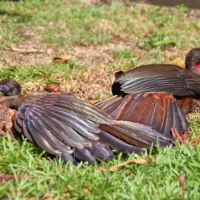 Crested Guan Females CostaRica LaSelva Penelope purpurascens