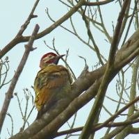 Golden-olive Woodpecker Female CostaRica Monteverde Colaptes rubiginosus