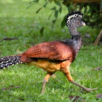 Great Curassow CostaRica LaSelva Crax rubra Female Rufous morph