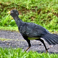 Great Curassow CostaRica LaSelva Crax rubra Male