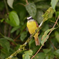 Great Kiskadee 2 CostaRica LaSelva Pitangus sulphuratus