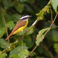 Great Kiskadee CostaRica LaSelva Pitangus sulphuratus