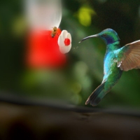 Green Violetear Hummingbird 12 LaSevegre Colibri thalassinus1