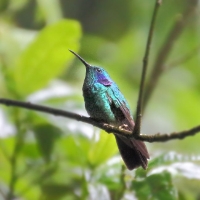 Green Violetear Hummingbird 8 CostaRica Monteverde Colibri thalassinus
