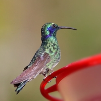 Green Violetear Hummingbird 9 CostaRica TamiLodge Colibri thalassinus