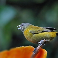 Grey-headed Tanager 2 CostaRica Arenal Eucometis penicillata
