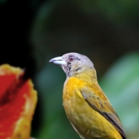 Grey-headed Tanager CostaRica Arenal Eucometis penicillata