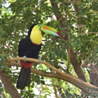 Keel-billed Toucan CostaRica Monteverde Ramphastos sulfuratus