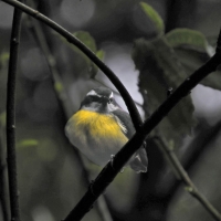 Lesser Kiskadee CostaRica Monteverde Pitangus lictor