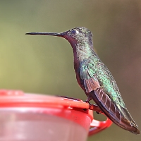 Magnificent Hummingbird 4 CostaRica TamiLodge LaSavegre Eugenes fulgens