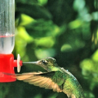 Magnificent Hummingbird 5 LaSevegre Eugenes fulgens