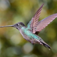 Magnificent Hummingbird 6 CostaRica LaSavegre Eugenes Fulgens