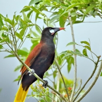 Montezuma Oropendo CostaRica Arenal Psarocolius montezuma