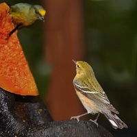 Olive-backed  Euphonia upperL CostaRica LaSelva Euphonia gouldi