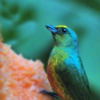 Olive-backed Euphonia Male LaSelva Euphonia gouldi